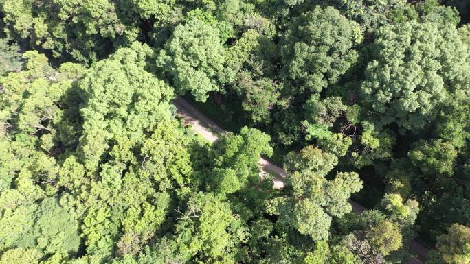 深圳沙头角 沙头角林场 梧桐山 恩上水库