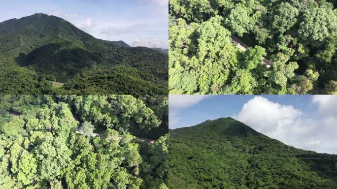 深圳沙头角 沙头角林场 梧桐山 恩上水库