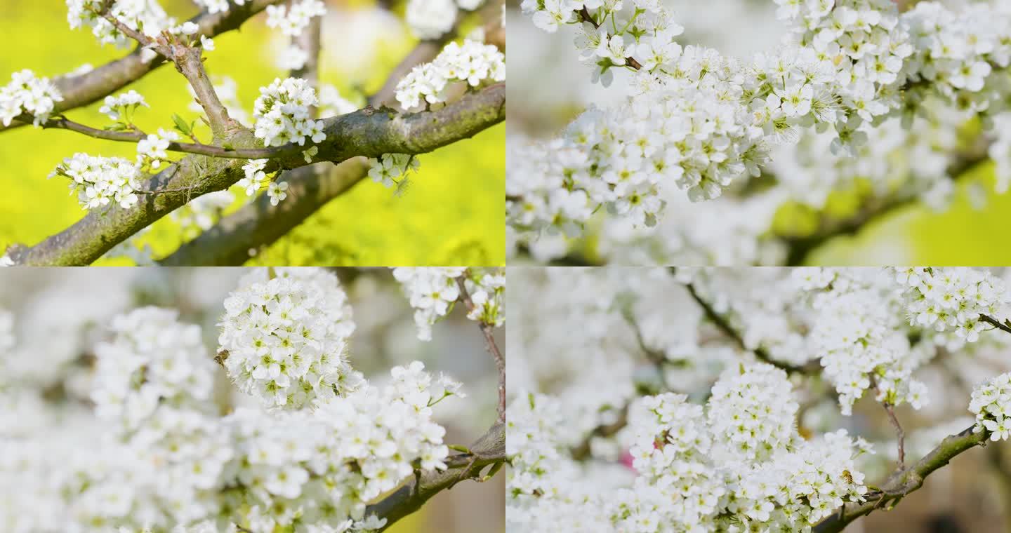 4K李花蜜蜂50帧10组