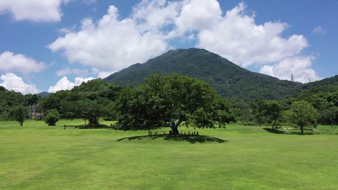 深圳梧桐山 沙头角林场 盐田 草坪 大树