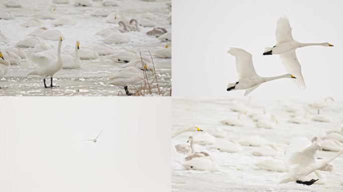 4k120p天鹅湖雪景翱翔冬日分镜素材