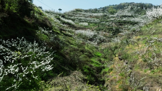 唯美春天梨花花海航拍茶山长镜头自然风光