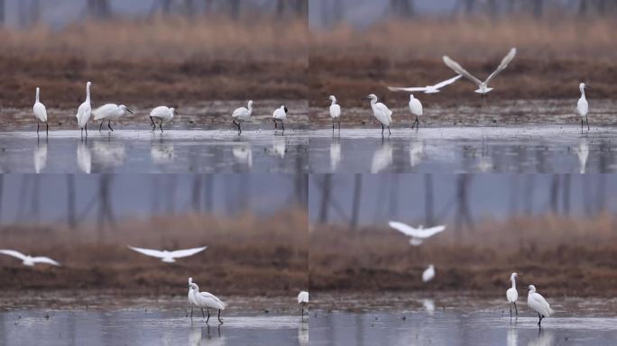 白鹭觅食泥鳅