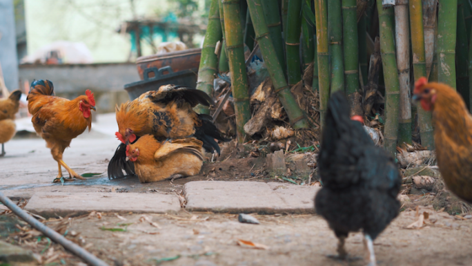 农村散养鸡进食丨4K丨原创实拍