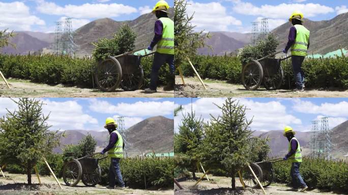 绿化 施工 道路马路绿化植树