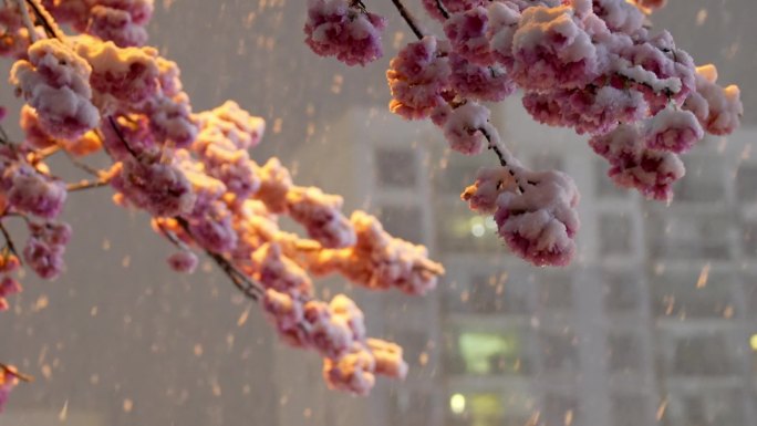 樱花盛开遇大雪纷飞