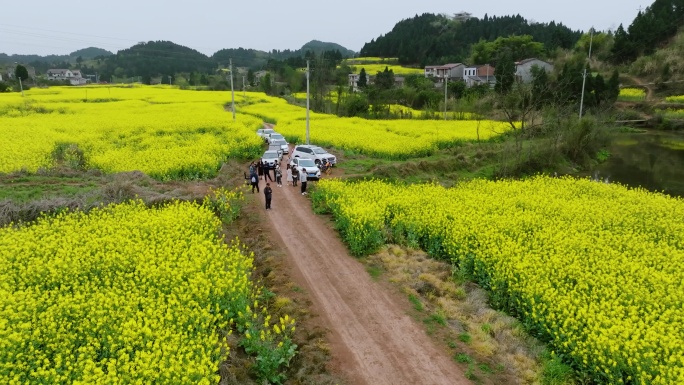 航拍千亩生态壮观油菜花