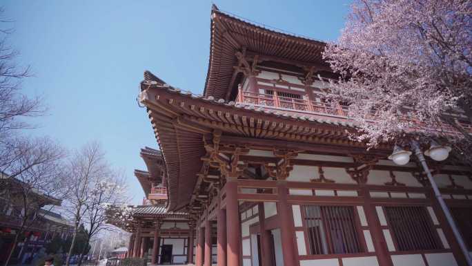 4K青龙寺樱花古建筑