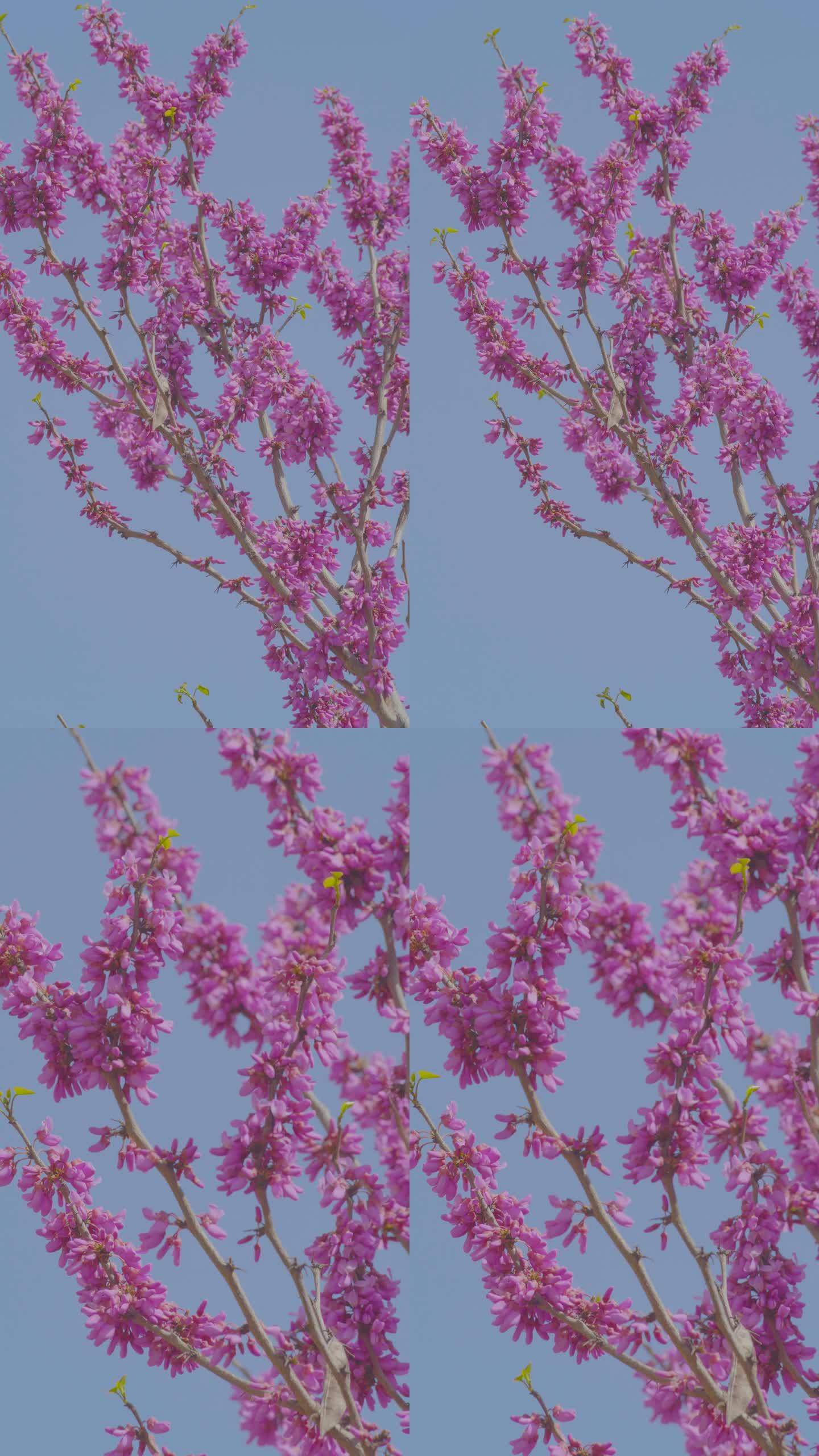 紫荆花 竖屏 春天景色