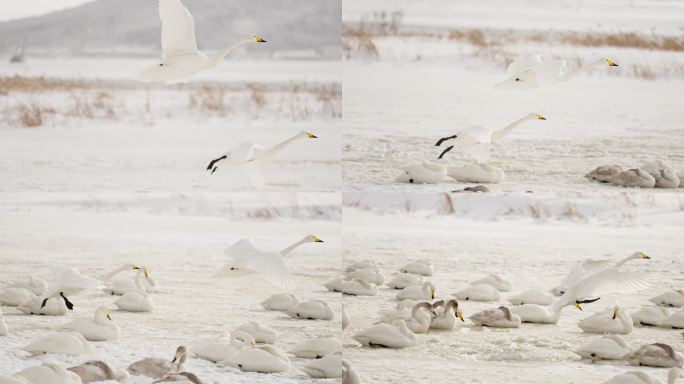 4k慢动作白天鹅降落雪景湖景冬日分镜素材