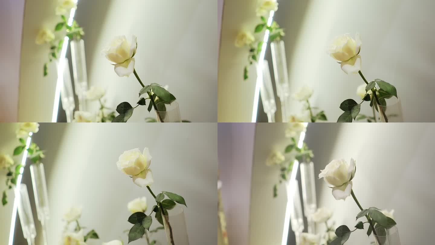 一只白色玫瑰花鲜花