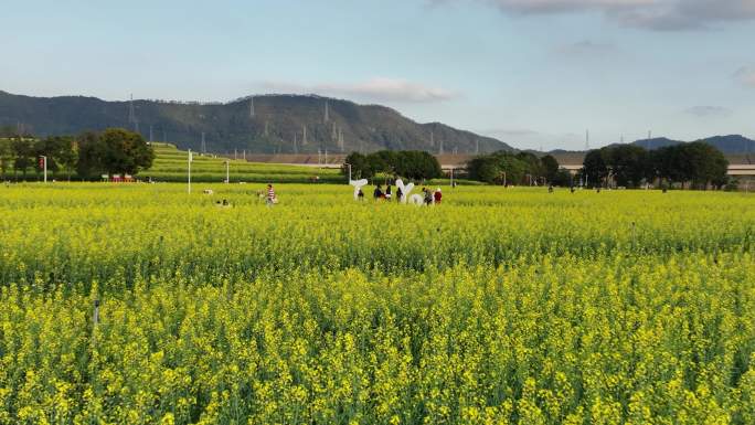 深圳光明区油菜花航拍