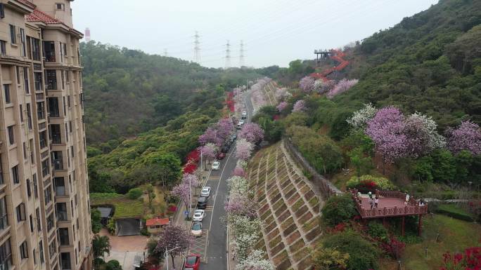 深圳小南山赤湾樱花园