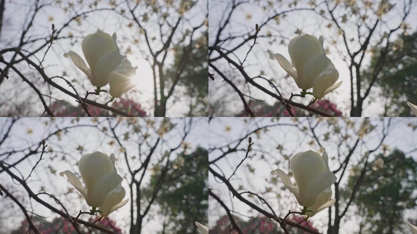 【4k】玉兰花
