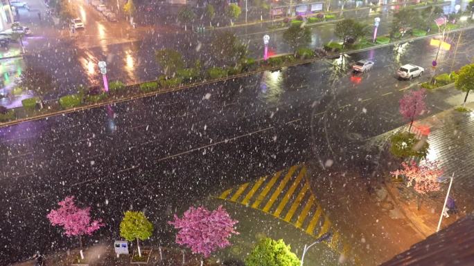 路口樱花雪