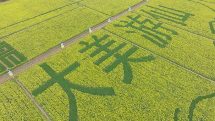 油菜花仙海湖4K航拍