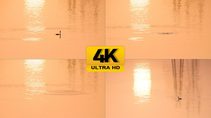 原创4k水中的鸭子实拍视频素材