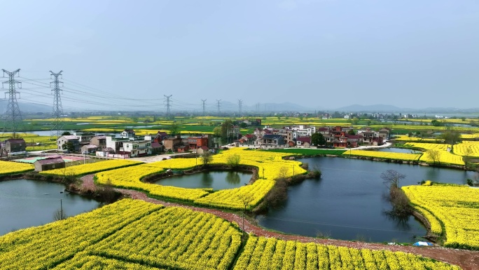 芜湖响水涧十万亩油菜花田乡村振兴春天田野