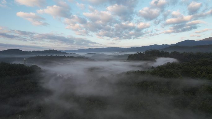 大山森林