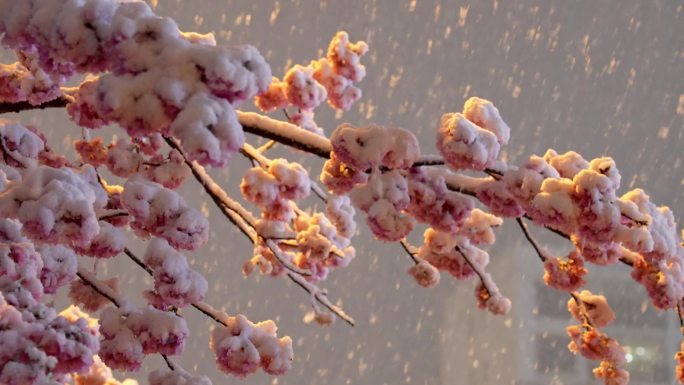 樱花雪景