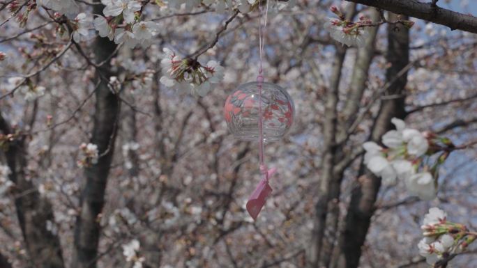 南京四方美术馆樱花