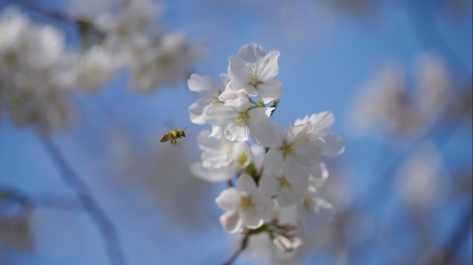 樱花盛开欣赏4k