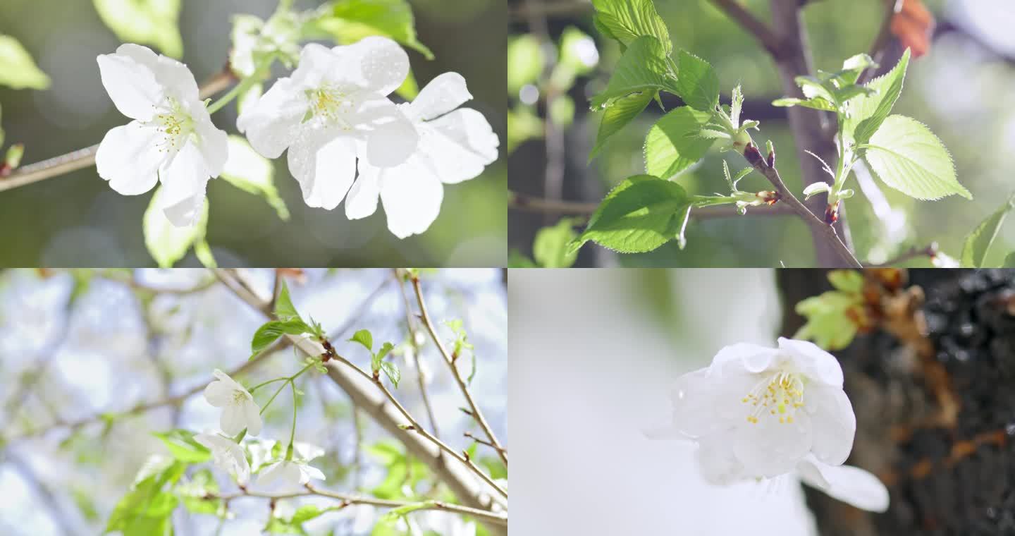 唯美鲜花特写 春天 小蜜蜂