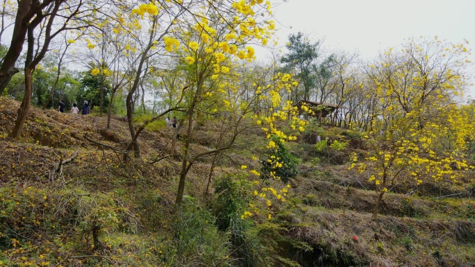 黄花风铃花