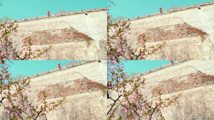 城墙边的海棠花