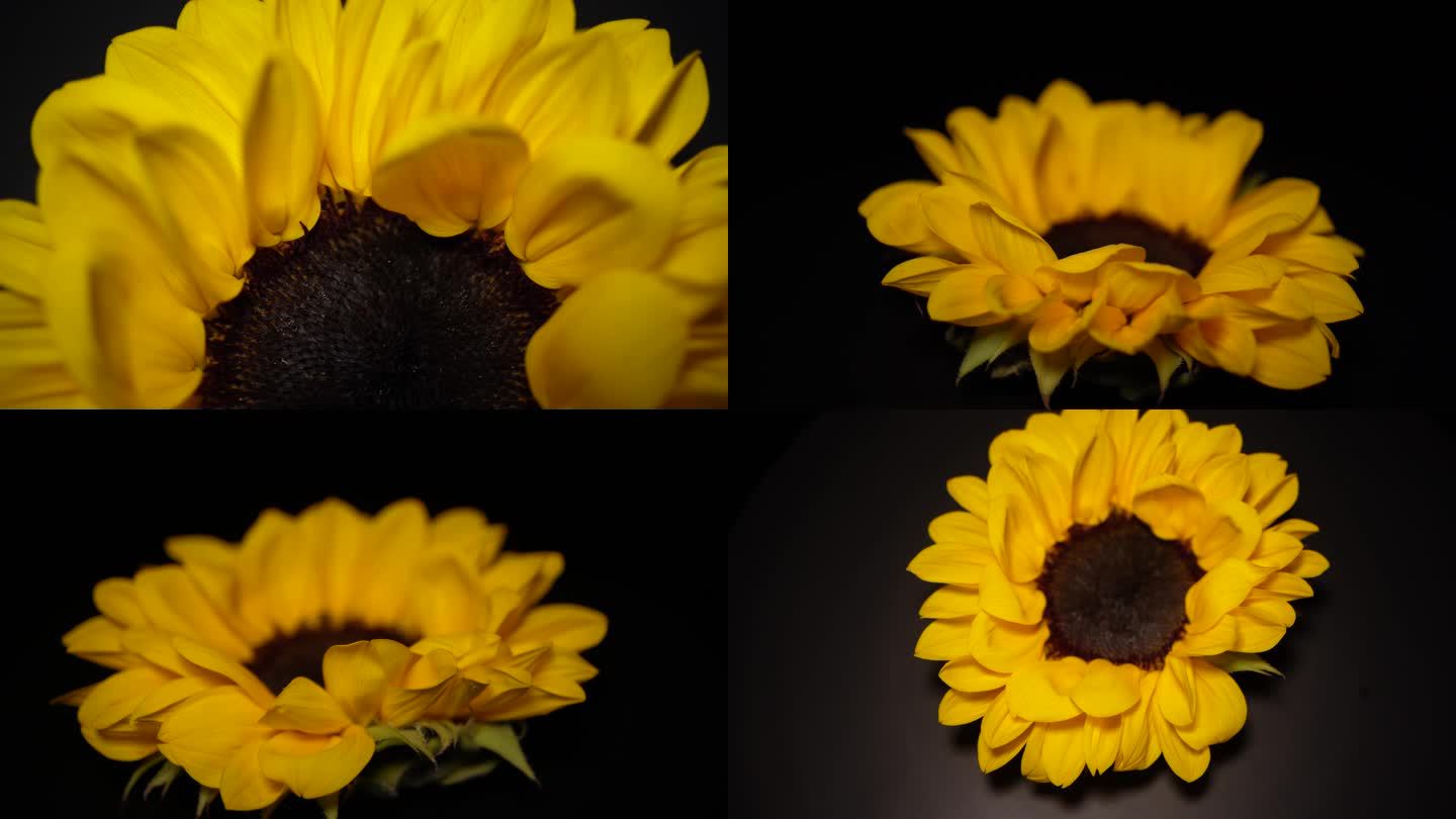 镜头合集微距向日葵花瓣花蕊花朵向阳花2