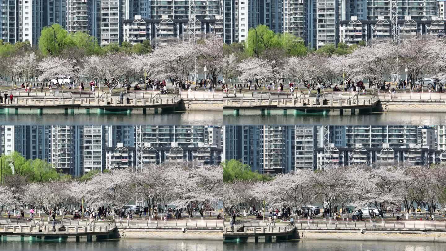 4k航拍武汉西北湖公园樱花
