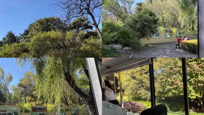 镜头合集植物园坐观光游览车第一视角树木2
