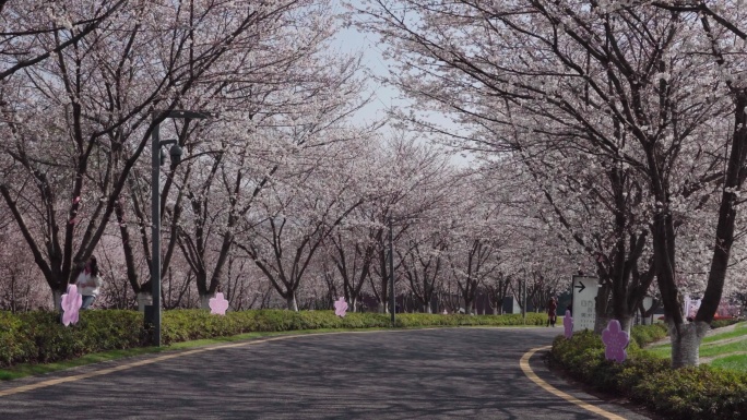 南京四方美术馆樱花