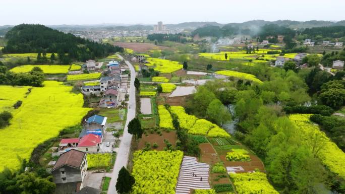 航拍千亩生态壮观油菜花