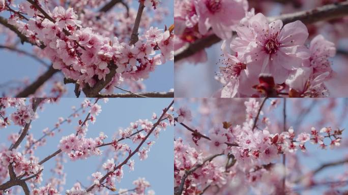 樱花桃花梅花素材1080P