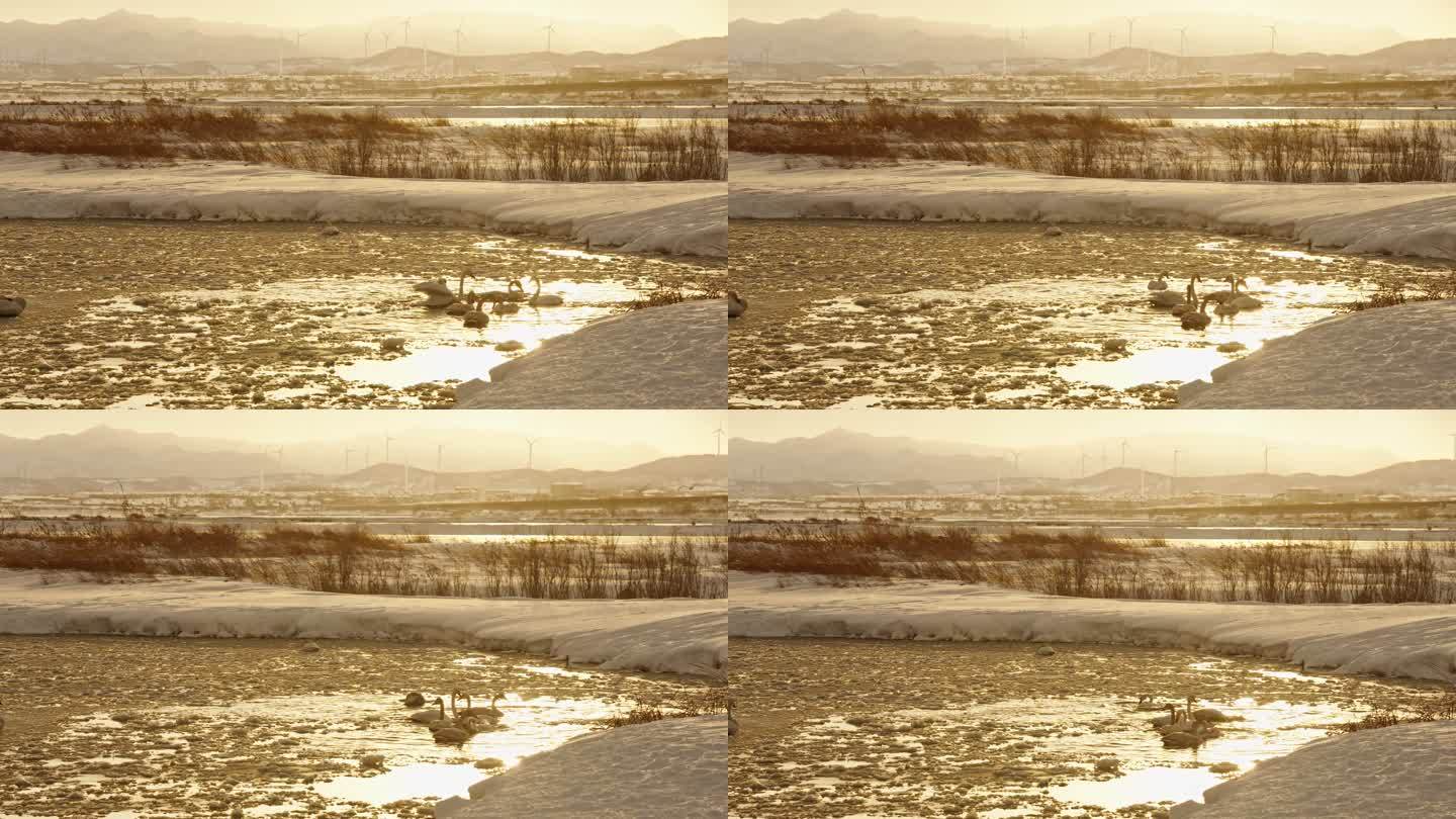 4k夕阳下白天鹅戏水雪景湖景冬日分镜素材
