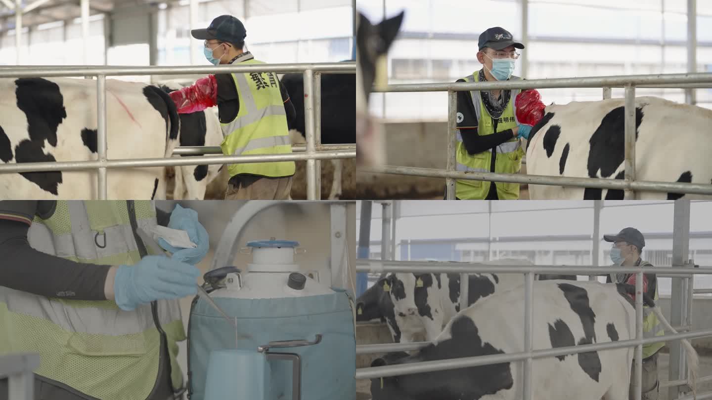 养殖奶牛人工取精受精（含灰片素材）