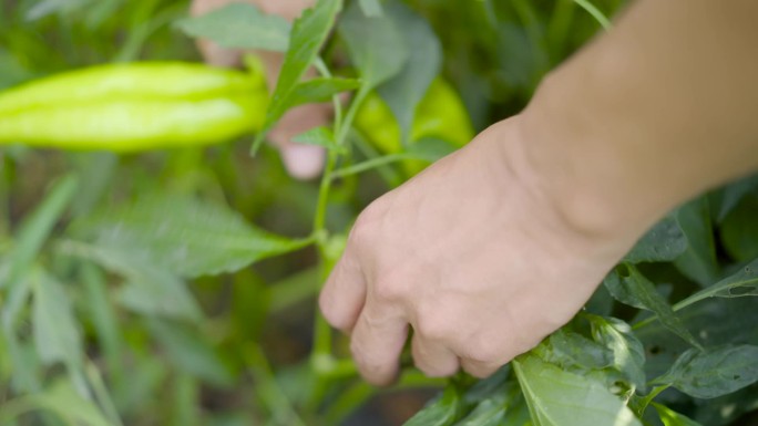 辣椒种植采摘高清素材