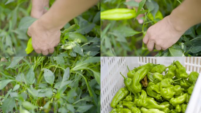 辣椒种植采摘高清素材