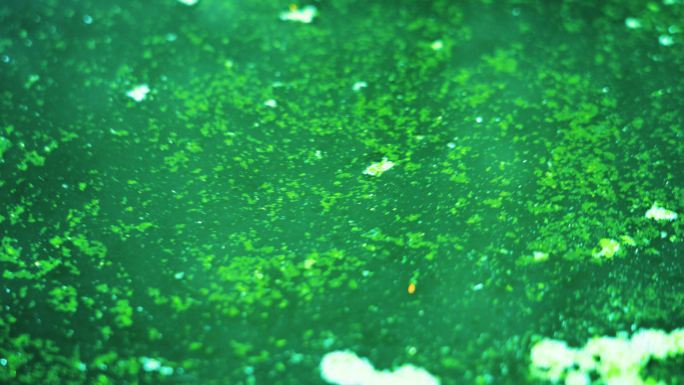 死水绿藻藻类丨4K丨原创实拍