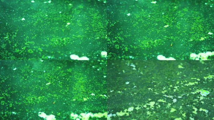 死水绿藻藻类丨4K丨原创实拍