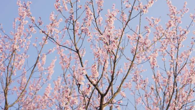 杏花 春暖花开