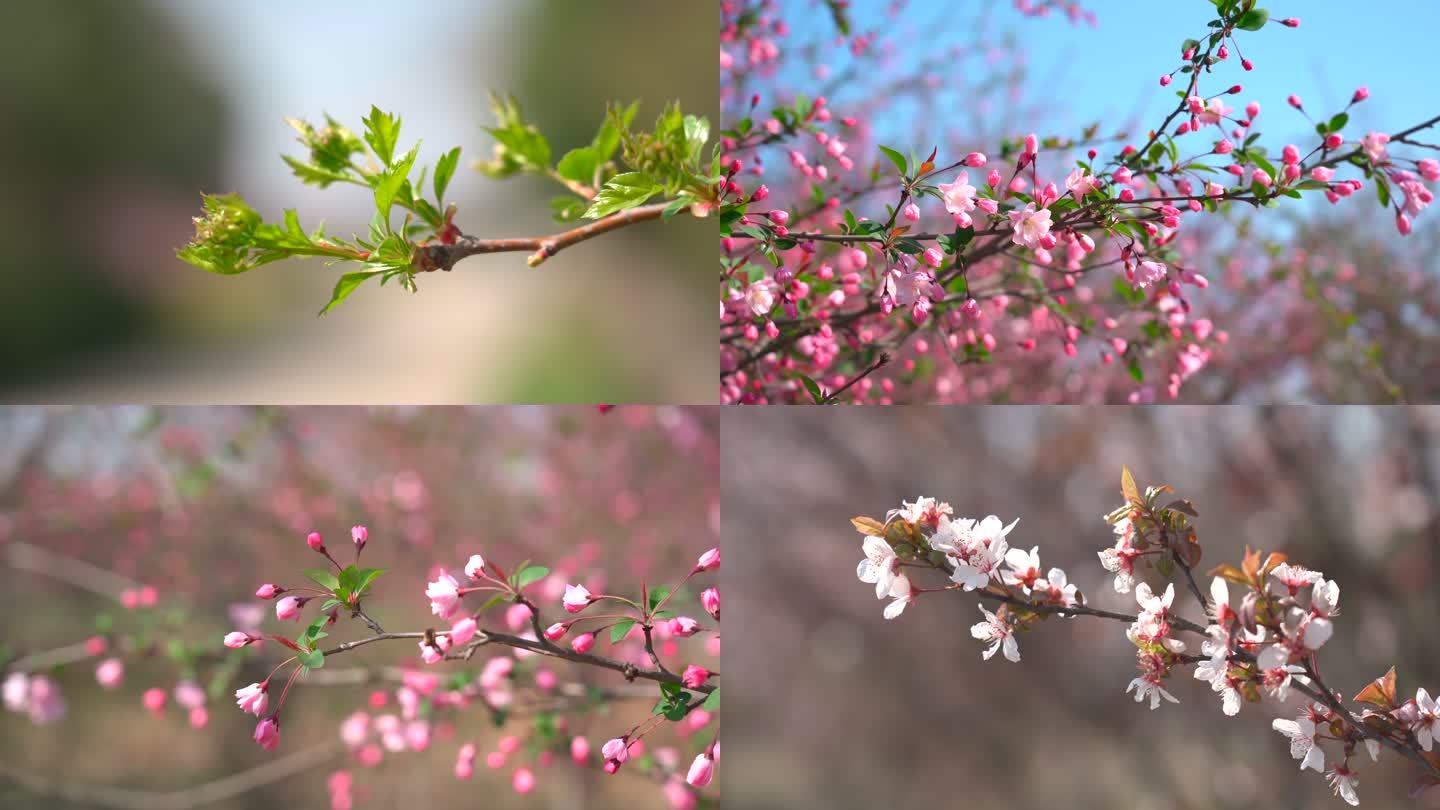 春天春暖花开春意盎然