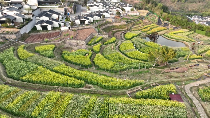 五彩油菜花海