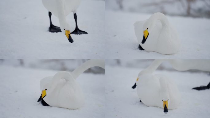 4k慢动作白天鹅飞翔雪景湖景冬日分镜素材