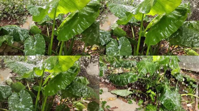 雨滴 水滴 下雨 雨季 热带雨林 芭蕉叶