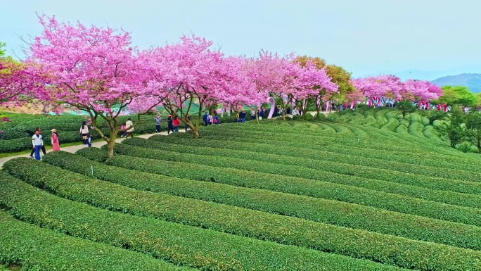 4k航拍漳平永福樱花茶园