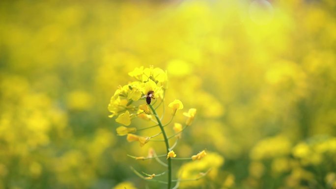 蜜蜂在阳光下的油菜花上采蜜