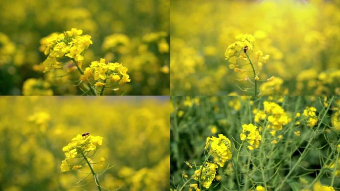 蜜蜂在阳光下的油菜花上采蜜