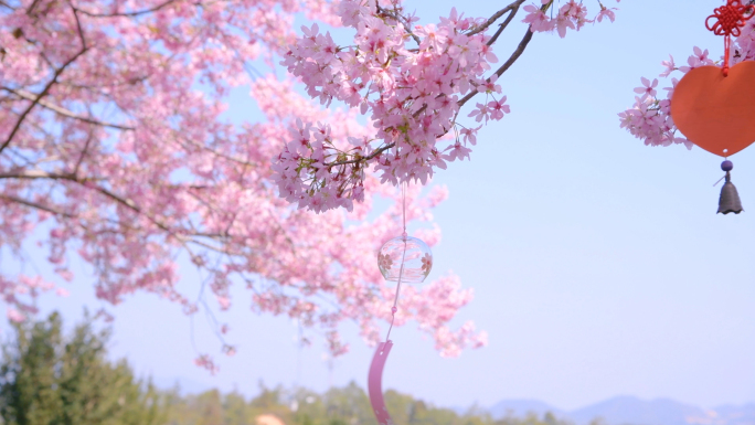 4K樱花与风铃